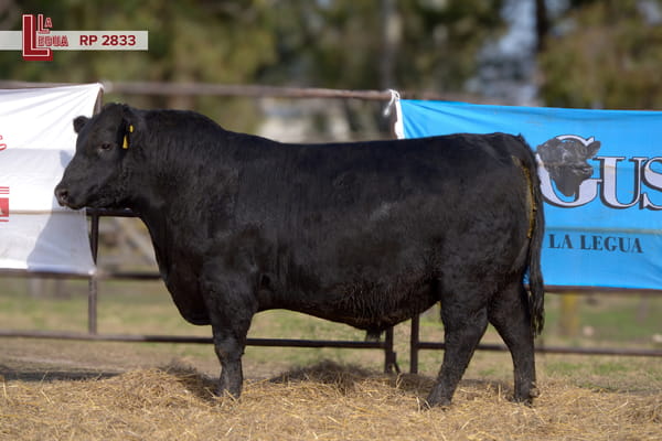 Lote TOROS ANGUS  PP