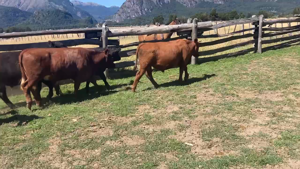 Lote 26 Novillo Engorda en Aysén, XI Región Aysén