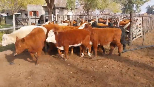 Lote 53 Terneras en Daireaux