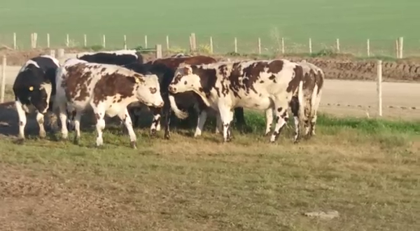 Lote (Vendido)9 Novillos NO/ HE 340kg -  en CONCORDIA