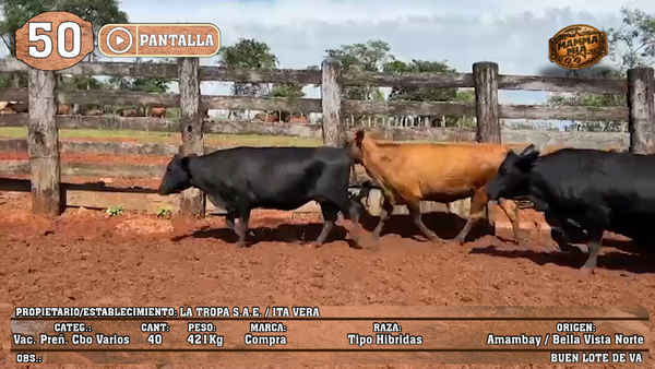 Lote LOTE 50 - POR PANTALLA