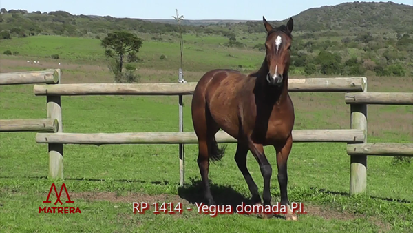 Lote MATRE PEPPY RURALERA