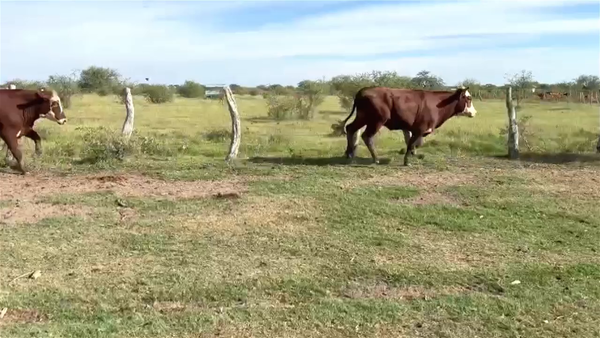 Lote 40 Novillitos en Corrientes, Mercedes