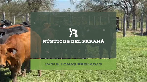 Lote VAQUILLONAS PREÑADAS