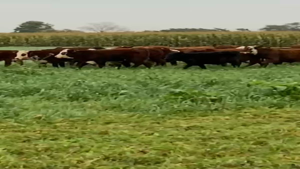 Lote 100 Terneros Braford en Santo Domingo, Santa Fe