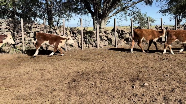 Lote TERNEROS