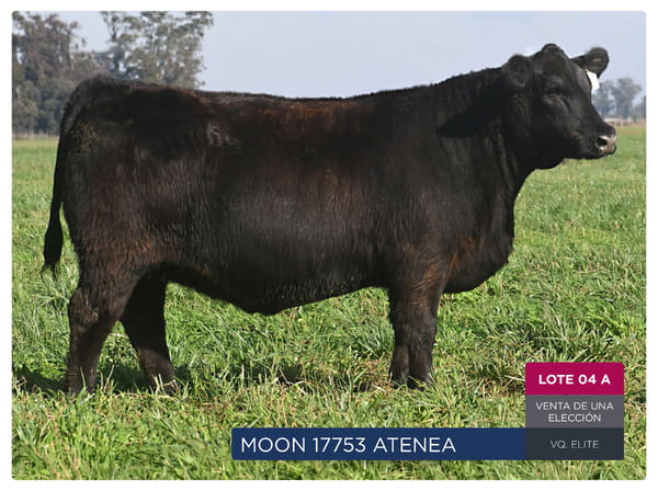 Lote RP 17753 Y 17759 - VAQUILLONAS PP ELITE VENTA DE UNA ELECCION