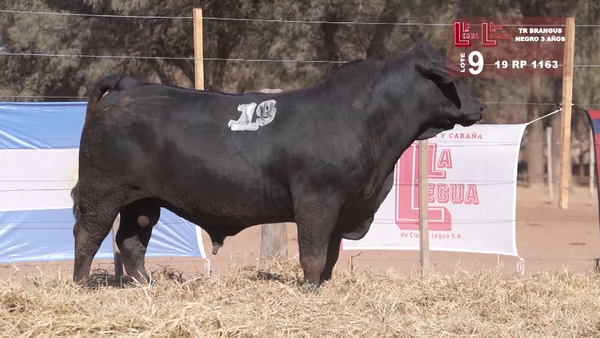 Lote BRANGUS NEGRO 3 AÑOS