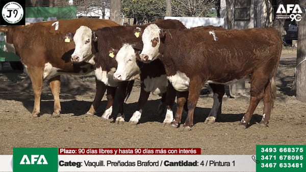 Lote "Cabaña ""3 HERMANOS"" Vaquillona Preñada"