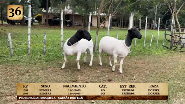 Lote LOTE 36