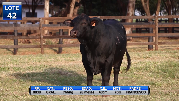 Lote TOROS BRANGUS  -LOTE 42