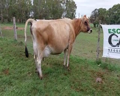 Lote Vaquillonas  YERSEY 450kg - , San José