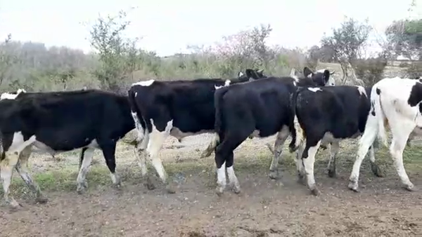 Lote (Vendido)25 Novillos Holando HO 236kg -  en RUTA 54