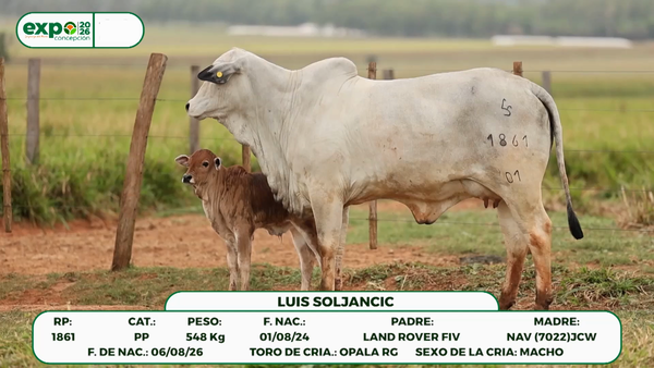 Lote Hembras, Concepción
