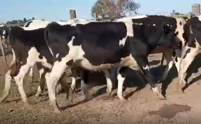 Lote 8 Vaquillonas en Esperanza, Santa Fe