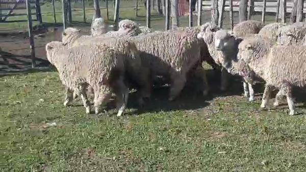 Lote 20 Corderos 45kg - , San José