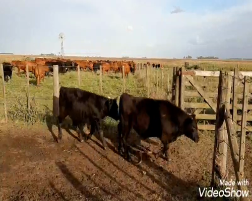 Lote 65 Terneros en Laprida, Buenos Aires