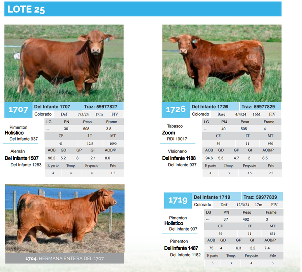 Lote Lote 25