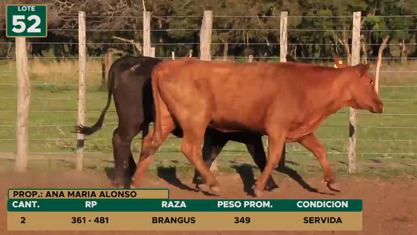 Lote HEMBRAS LOTE 52