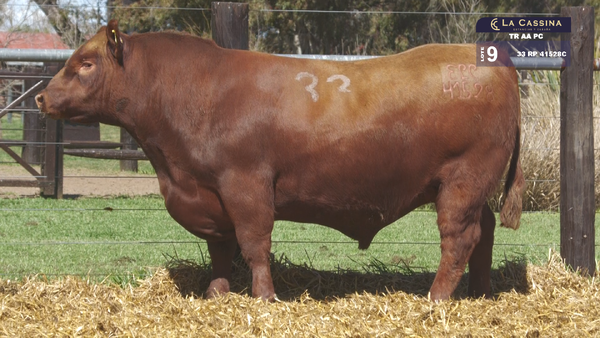 33 41528C — TOROS ANGUS PURO CONTROLADO