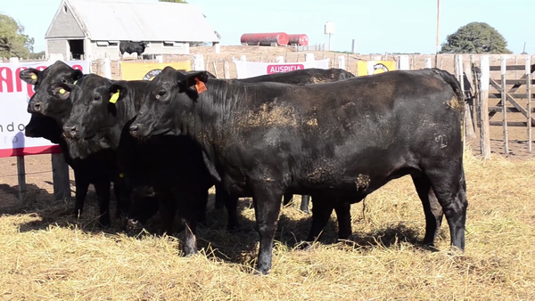 Lote Vaquillonas Brangus - Don Chiquito