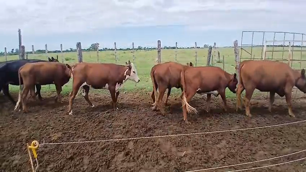 Lote 34 Vaquillonas Angus Colorado, Angus Negro y Braford en Sunchales, Santa Fe