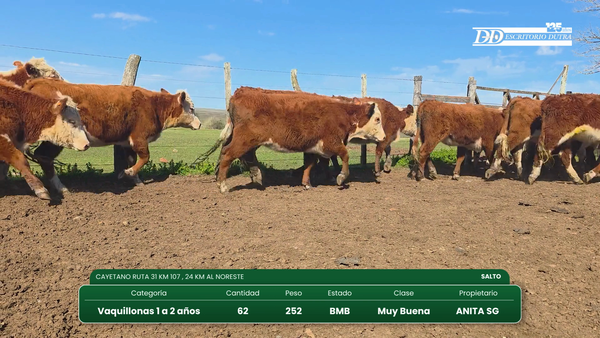 Lote 62 Vaquillonas 1 a 2 años 152kg - , Salto