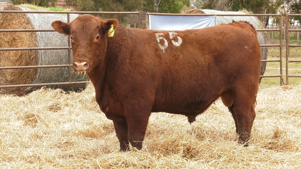 Lote TOROS ANGUS COLORADOS  PC