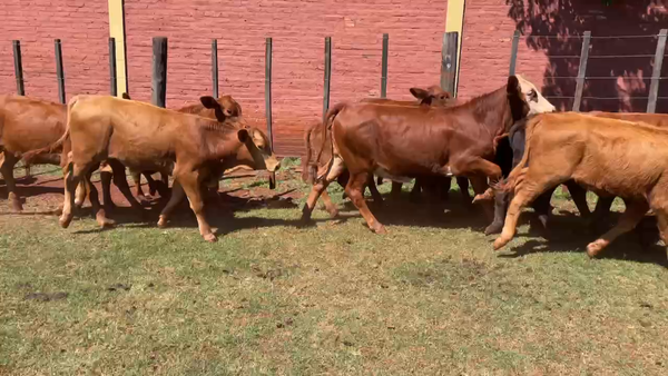 Lote 65 Terneros/as en Virasoro, Corrientes