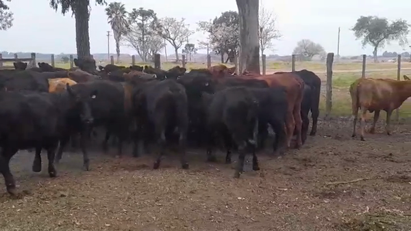 Lote (Vendido)39 Vacas de Invernada CRUZAS 350kg -  en OMBUES DE LAVALLE