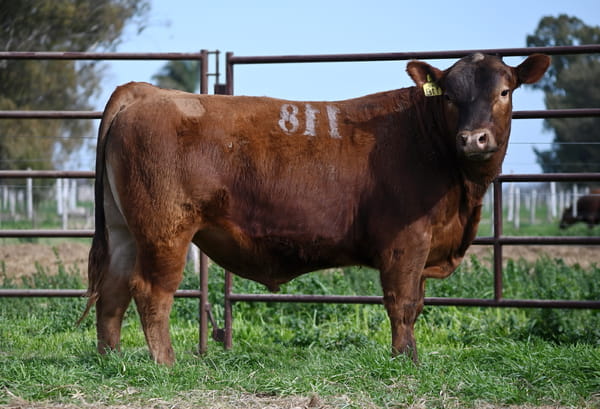 Lote TOROS PUROS CONTROLADOS