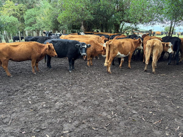 Lote EST DON LUIS
