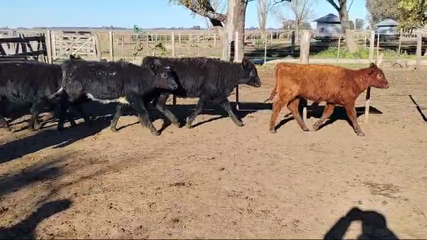 Lote 70 Terneras en Magdalena, Buenos Aires