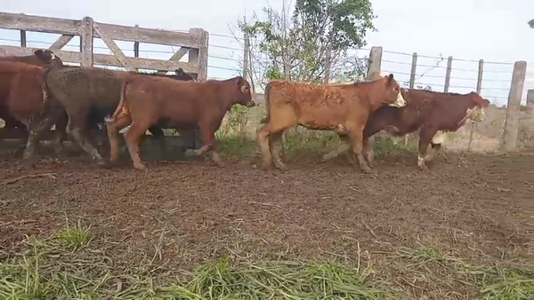 Lote 60 Terneros