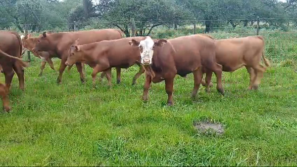 Lote 26 Terneros