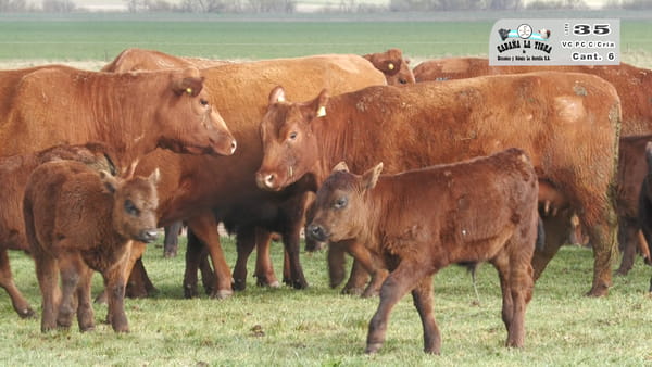 Lote VACAS PC DE 2 PARICION CON CRIA AL PIE