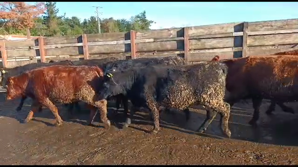 Lote 20 Vaquilla Gorda en Los Ángeles, VIII Región Biobío