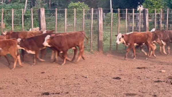 Lote 160 Terneros en Ituzaingó, Corrientes
