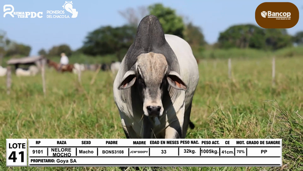 Lote Lote 41