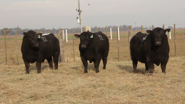 Lote TOROS PUROS DE PEDIGREE