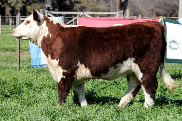 Lote Ternera PP