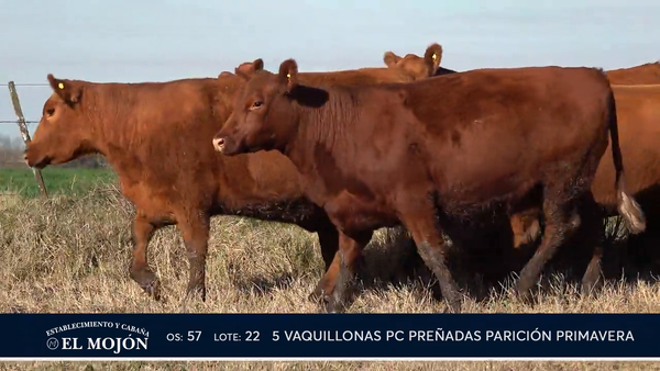 Lote COLORADAS PREÑADAS PARICIÓN PRIMAVERA