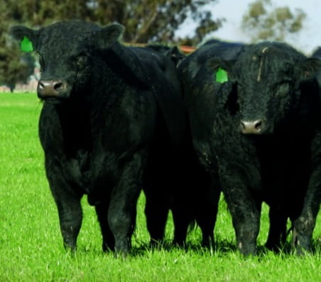 Lote Toros Puros Controlados Negro