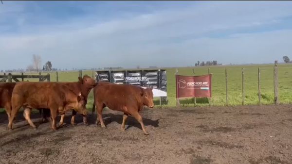 Lote VAQ PC preñadas Los Eucaliptus