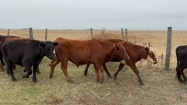 Lote 70 NOVILLITOS Y VAQUILLONAS, TANDIL, PCIA. DE BS. AS.