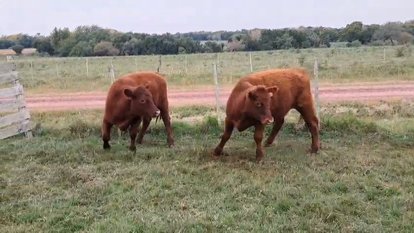 Lote NOVILLOS 1 A 2 AÑOS