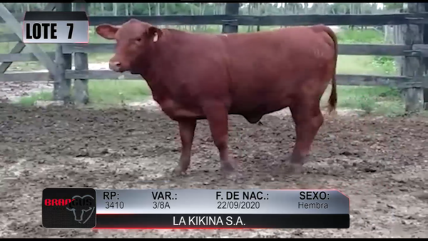 Lote Nacional de Otoño Brangus Campo - Lote 7