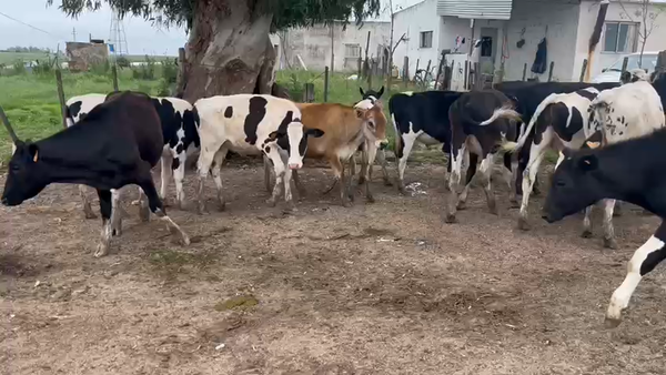 Lote (Vendido)19 Terneros Holando en Talita