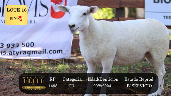 Lote LOTE 16