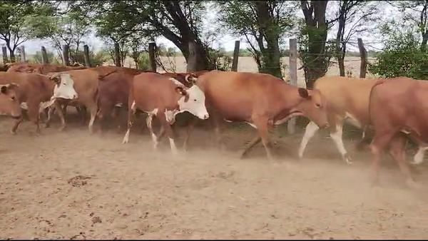 Lote 32 Vacas nuevas Preñadas en Quimilí, Santiago del Estero